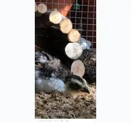 Kleine Seitenvorschau von hortus.skyrocket.de
