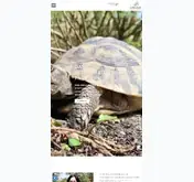 Kleine Seitenvorschau von schildkroeten-paradies.de