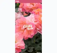 Kleine Seitenvorschau von sugar-candy.de