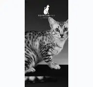 Kleine Seitenvorschau von egyptian-mau.de