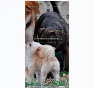 Kleine Seitenvorschau von denia-dogs.de