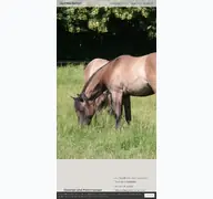 Kleine Seitenvorschau von niederhof-quarterhorses.de