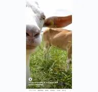 Kleine Seitenvorschau von guter-ziegenkaese.de