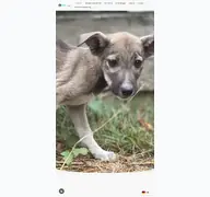 Kleine Seitenvorschau von halonafordogs.de