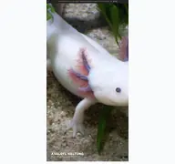 Kleine Seitenvorschau von axolotl-haltung.de