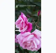 Kleine Seitenvorschau von historische-rosen-schuett.de