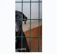 Kleine Seitenvorschau von straydok.de