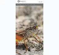 Kleine Seitenvorschau von orthoptera.ch