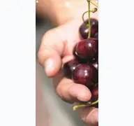 Kleine Seitenvorschau von obstbauer-wedeking.de