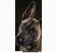Kleine Seitenvorschau von mensch-hund-systeme.de