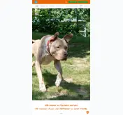 Kleine Seitenvorschau von tierheim-iserlohn.de