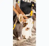 Kleine Seitenvorschau von tierklinik-gessertshausen.de