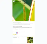 Kleine Seitenvorschau von tropicalgarden-sul.webador.de