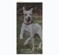 Kleine Seitenvorschau von dog-hundeschule.de