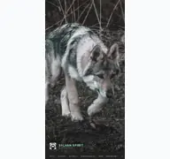 Kleine Seitenvorschau von sylvan-spirit.de