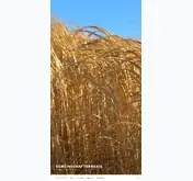 Kleine Seitenvorschau von praxismm.de
