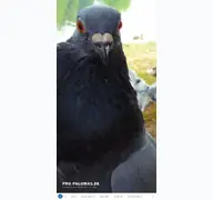 Kleine Seitenvorschau von pro-palomas.de