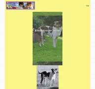 Kleine Seitenvorschau von brasilian-terrier.de