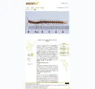 Kleine Seitenvorschau von bodentierhochvier.de
