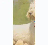 Kleine Seitenvorschau von labradoodle-welpen.de