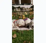 Kleine Seitenvorschau von retriever.de