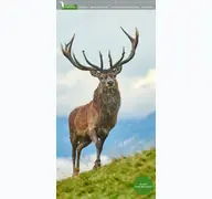 Kleine Seitenvorschau von wildpark-tirol.at