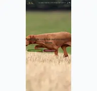 Kleine Seitenvorschau von jagdhundeurlaube.de