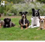 Kleine Seitenvorschau von tierhilfe-menorca.de