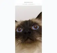 Kleine Seitenvorschau von augenlernprogramm-katze.chir.vetmed.uni-muenchen.de