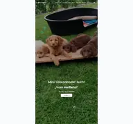 Kleine Seitenvorschau von mini-labradoodle.de