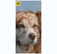 Kleine Seitenvorschau von meingesunderrassehund.de