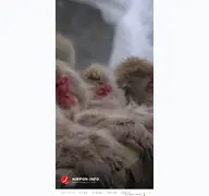 Kleine Seitenvorschau von nippon-info.de