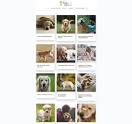 Kleine Seitenvorschau von mein-golden-retriever.de