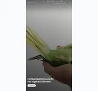 Kleine Seitenvorschau von vogeltierarzt.de