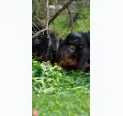 Kleine Seitenvorschau von meerschweinchenzuflucht.de