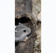 Kleine Seitenvorschau von hamsterhilfe-sh.de