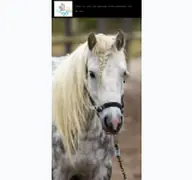 Kleine Seitenvorschau von reitstall-borkum.de