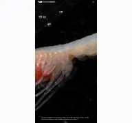Kleine Seitenvorschau von senckenberg.de