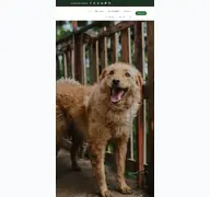 Kleine Seitenvorschau von nordic-strays.de