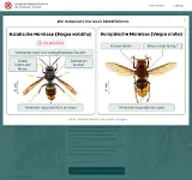 Kleine Seitenvorschau von frelonasiatique.ch
